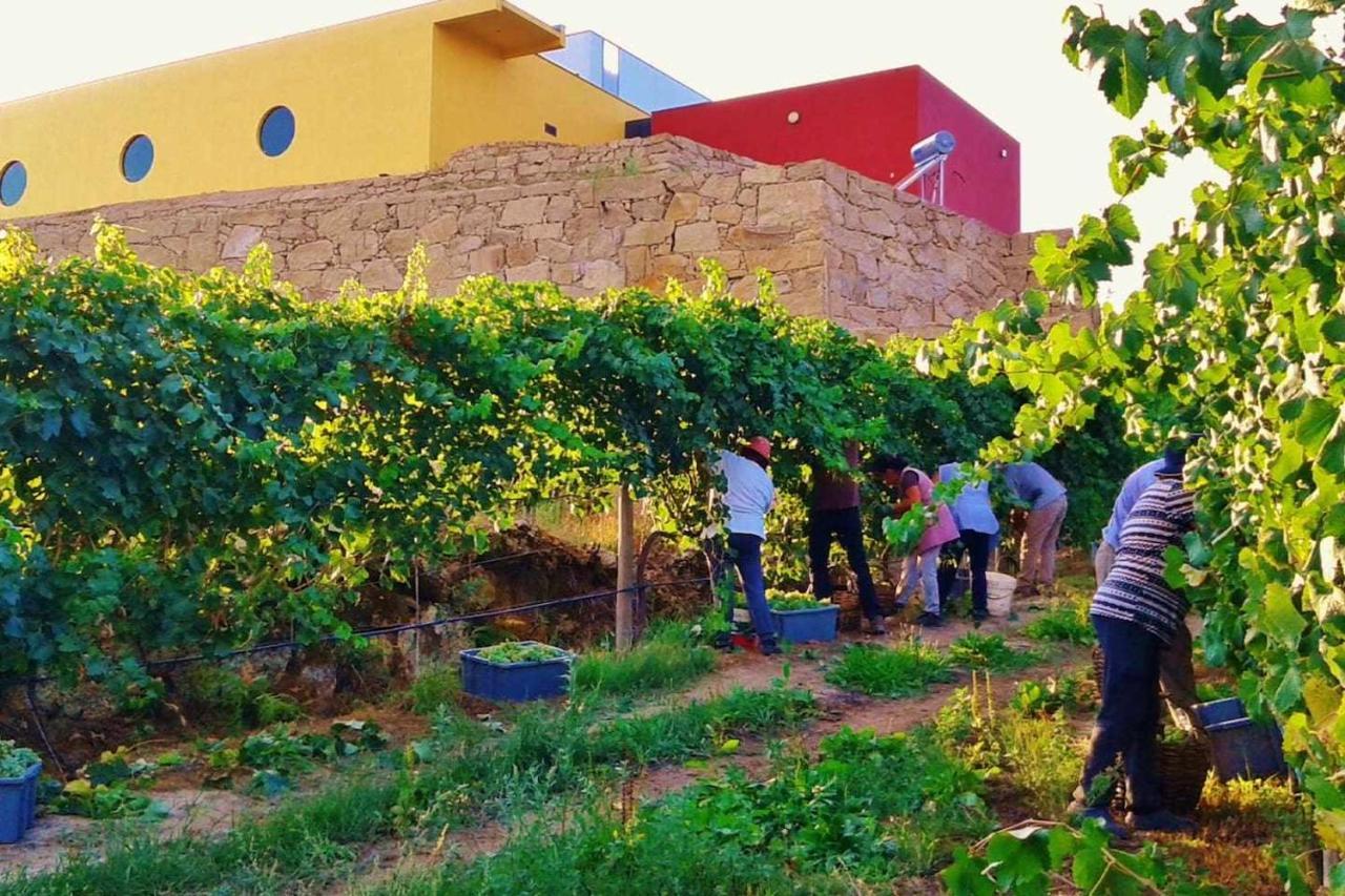 Casa Das Vinhas Camelias De Bastoturismo Rural Celorico De Basto Ngoại thất bức ảnh